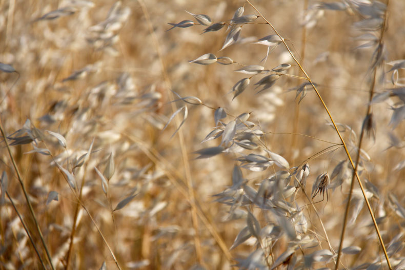 champ de blé