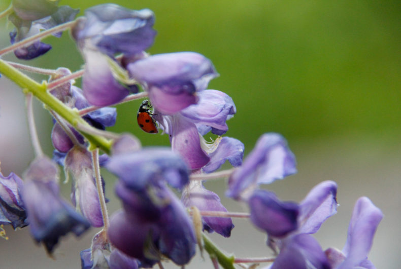 une coccinelle sur une fleur